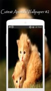 Cutest Animals Wallpapers screenshot 2