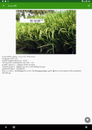 Paddy Varieties screenshot 12