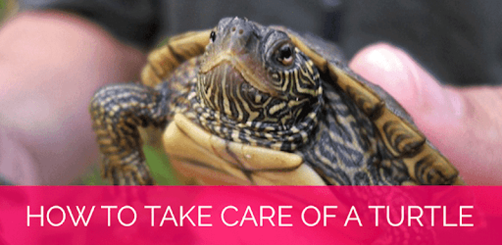 How to take care of turtle pets