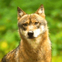 Coyote Sounds & Calls Icon