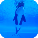 Orca Killer Whale Video Wallpaper