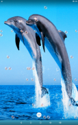 Dolphin Live Wallpaper screenshot 8