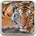 Tiger Live Wallpaper Icon