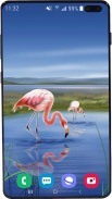 Flamingo Wallpaper HD screenshot 14