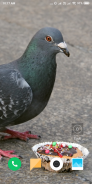 Pigeon Wallpaper screenshot 13