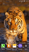 Tiger Live Wallpaper screenshot 5