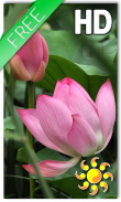 Lotus Live Wallpaper screenshot 0