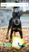 Doberman Dog Wallpaper HD screenshot 1