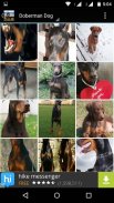 Doberman Dog Wallpaper HD screenshot 2