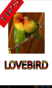 Tips Perawatan Burung Lovebird screenshot 6