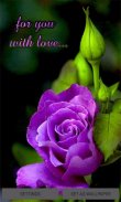 Purple Lovely Rose LWP screenshot 0