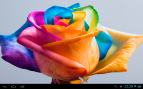 Happy Roses Live Wallpaper screenshot 1