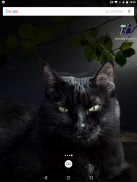 Cute Black Cat Live Wallpaper screenshot 4