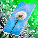 Dandelion Live Wallpaper Icon