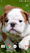 Cute Puppies Live Wallpaper screenshot 9