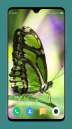 HD Butterfly Wallpaper screenshot 4