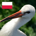 Polish Birds Free English