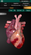 Inneren Organe 3D (Anatomie) screenshot 3