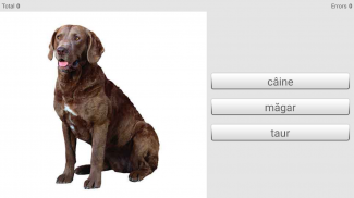 Learn Romanian words with ST screenshot 7