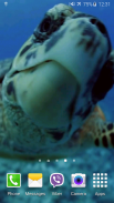 Turtle 4K Video Live Wallpaper screenshot 2