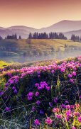 Mountain Flower Live Wallpaper screenshot 7