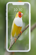 Bird Wallpaper screenshot 1