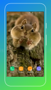 Squirrel Wallpaper screenshot 2