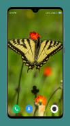 HD Butterfly Wallpaper screenshot 6