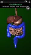 Внутренние органы в 3D (анатомия) screenshot 1