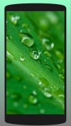 Dew Drop Wallpaper HD screenshot 1