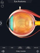 Eye Anatomy Pro. screenshot 0