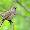 canto dos pássaros Nightingale - Appp.io Icon