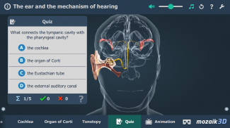Kulak ve İşitme Süreci 3B screenshot 17