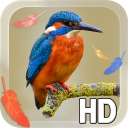 Bird Feathers LWP Icon