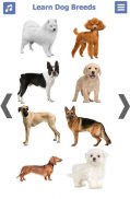 انواع الكلاب | سلالات الكلاب screenshot 7
