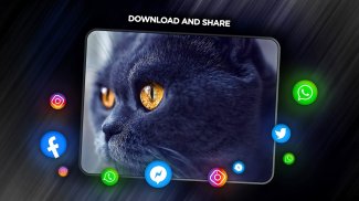 Cats Wallpapers in 4K screenshot 4