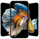 Betta Fish Wallpaper 🐟 🐟