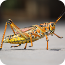 Grasshopper Wallpaper Icon