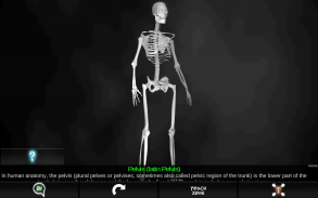 Osseous System in 3D (Anatomy) screenshot 2