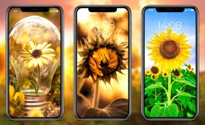 Sunflower Wallpapers screenshot 7