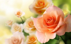 गुलाब के फूल वॉलपेपर - सुंदर चित्र screenshot 3