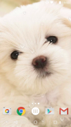 Cute Puppies Live Wallpaper screenshot 8