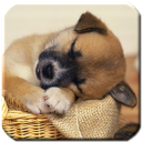 Puppy - HD Wallpapers Icon