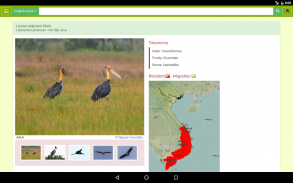 Vietnam Birds screenshot 4