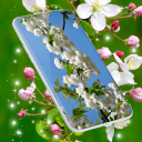 Cherry Blossom Live Wallpaper Icon