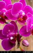 Orchids Wallpaper screenshot 4