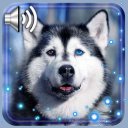 Husky Dogs Free Live Wallpaper