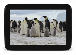 पेंगुइन लाइव वॉलपेपर screenshot 9