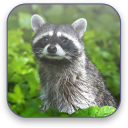 Raccoon Free Video Wallpaper Icon