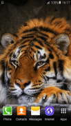 Tiger Live Wallpaper screenshot 1